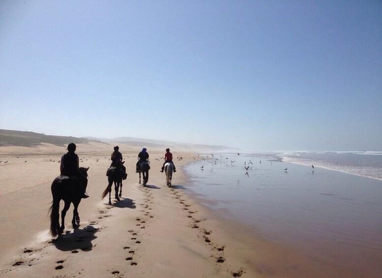 Picture 3 for Activity From Essaouira: 1-Hour Horse Ride with sunset