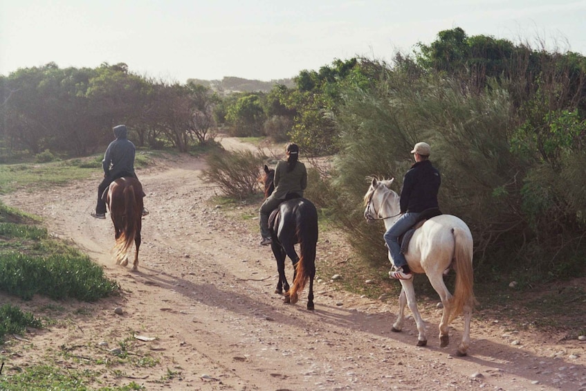 Picture 4 for Activity From Essaouira: 1-Hour Horse Ride with sunset