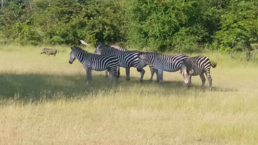 Picture 2 for Activity Rhino Walking Safari