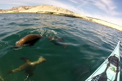 Kayak Paddling Experience with Sea Lions in Puerto Madryn