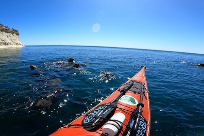 Experiencia de Remar Kayak con Leones Marinos en Puerto Madryn 