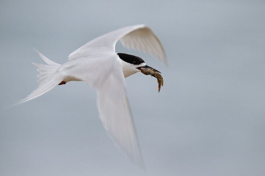 White Fronted Tern