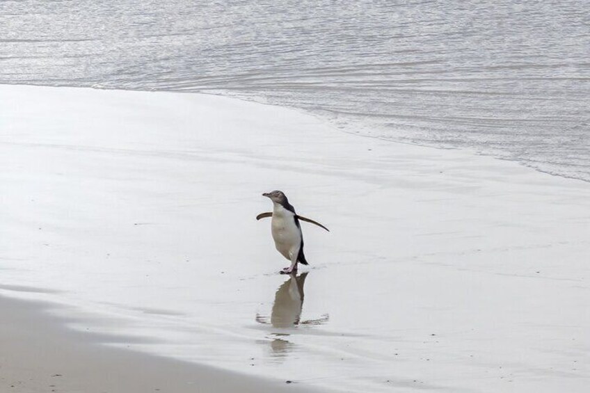 Yellow eyed penguin coming home, viewed from our beach hide at Little Papanui beach
