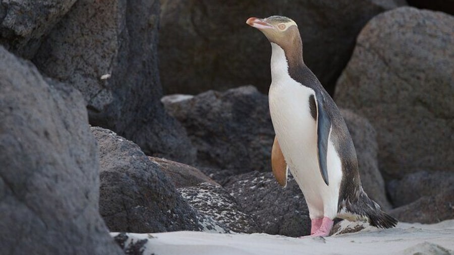 Yellow eyed penguin from our beach viewing hide