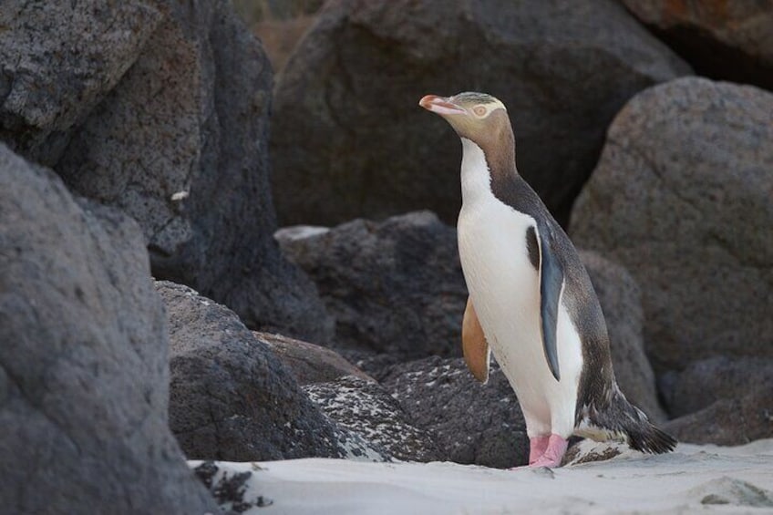 Yellow Eyed Penguin from 1 of 3 viewing hide