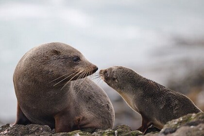 Clearwater Wildlife - Small Guided Tours (10 max) Otago Peninsula