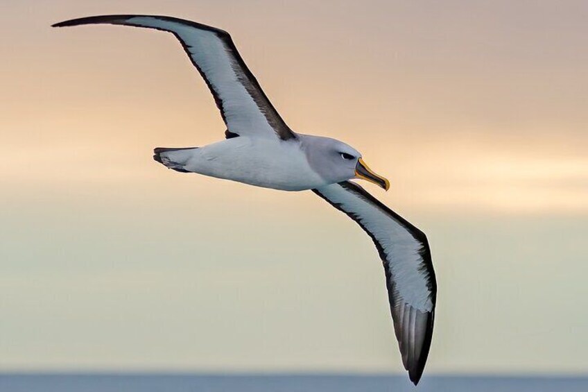 Bullers Albatross