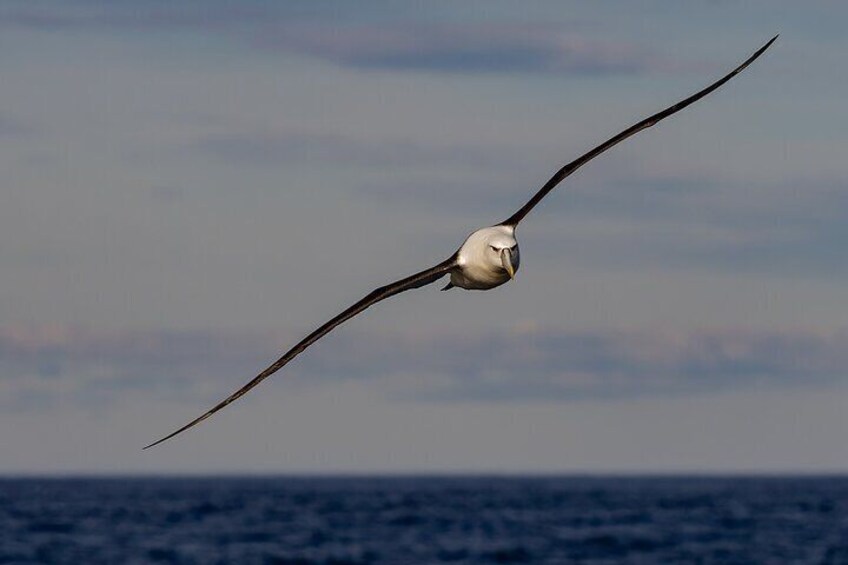 White Capped Albatross