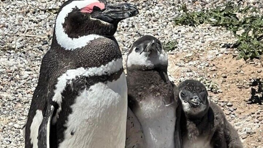 little Baby - Punta Tombo