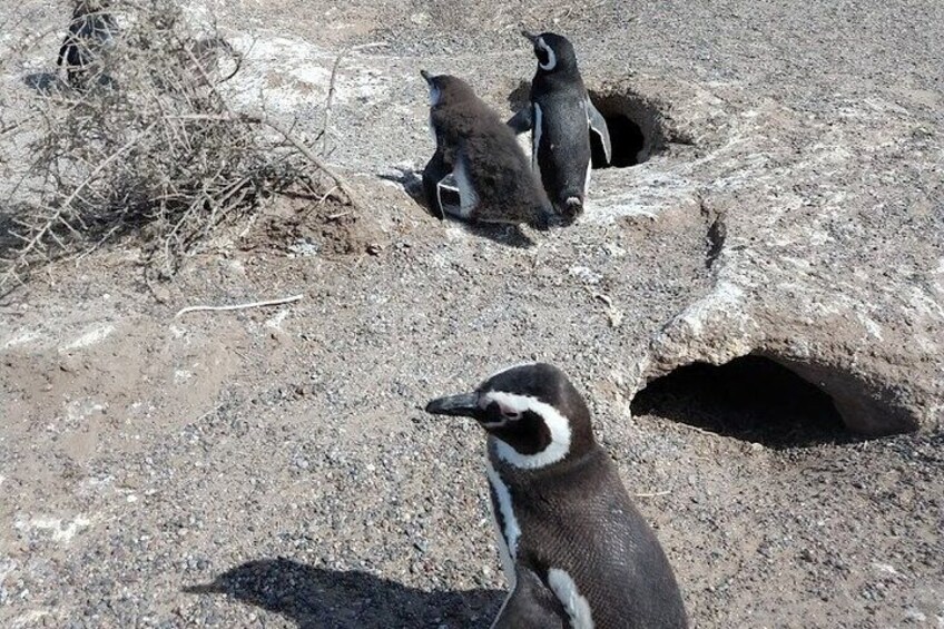 Magellanic Penguin Punta Tombo