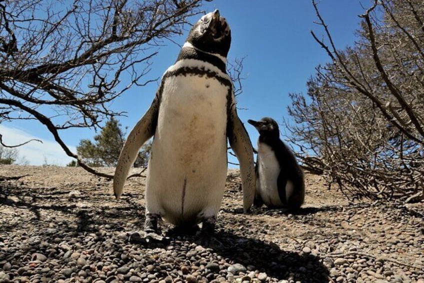 Magellanic Penguin Punta Tombo