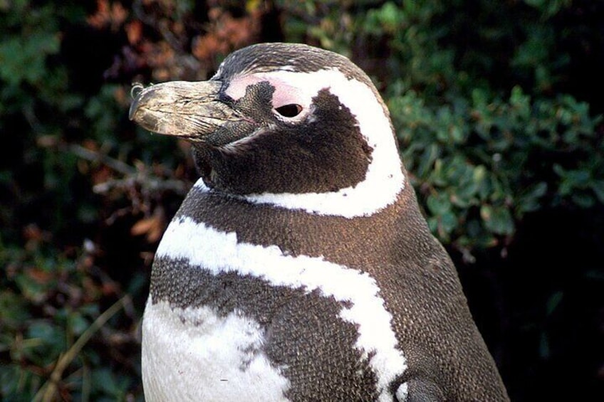 Magellanic Penguin in Punta Tombo