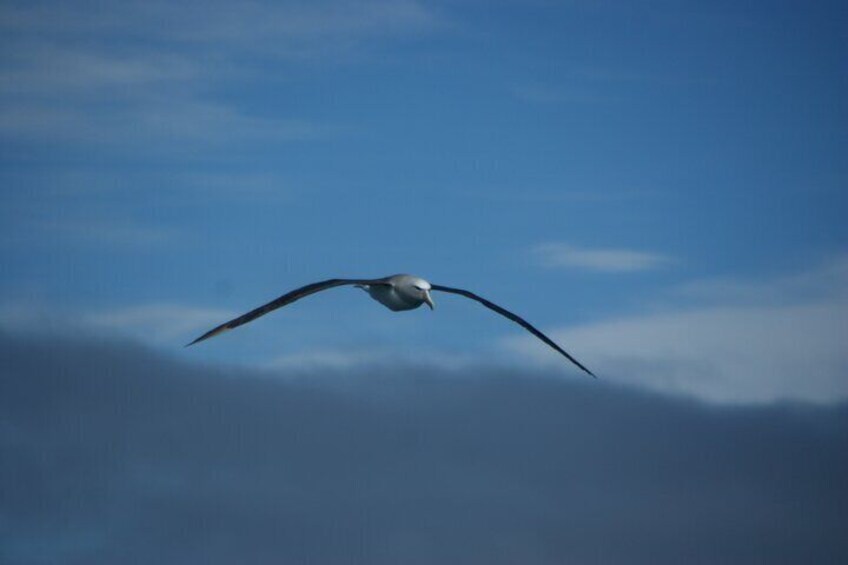 Akaroa Fox 2 Sailing and Wildlife Tour