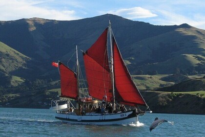 Akaroa Fox 2 Sailing and Wildlife Tour