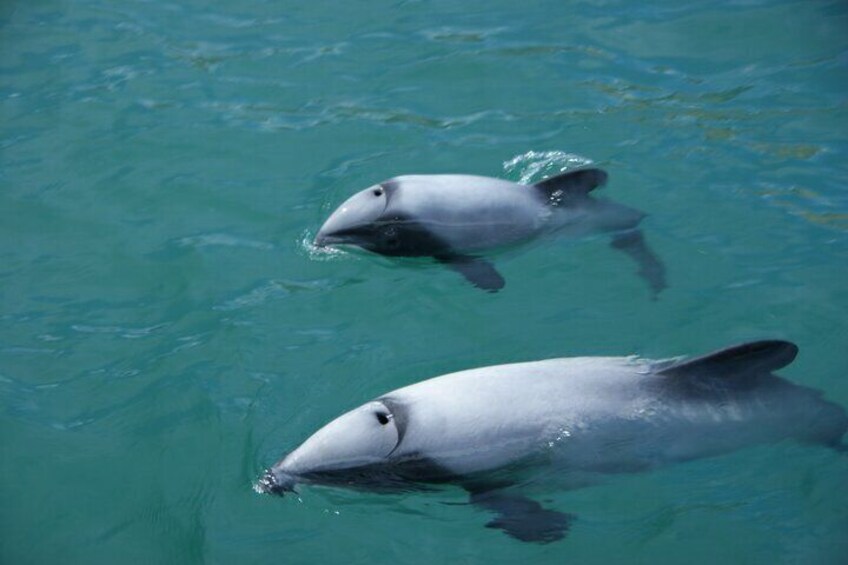 Akaroa Fox 2 Sailing and Wildlife Tour