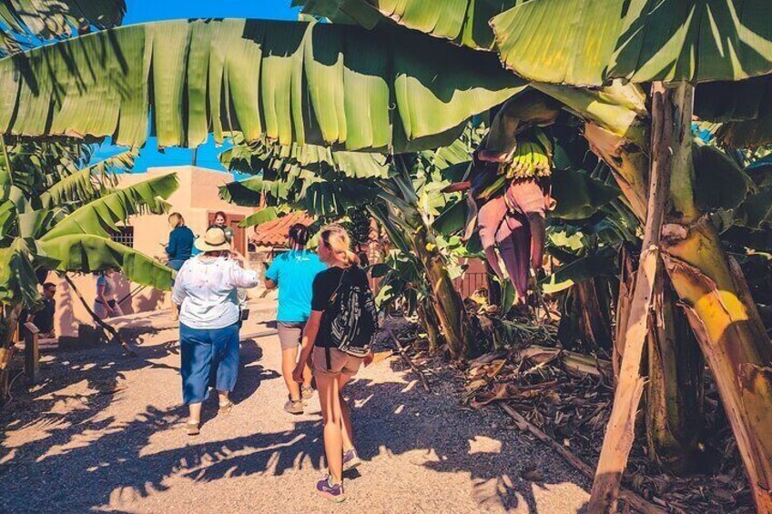  The North Coast Tour - Plantation, Rock Pool Snorkel, and Sunset