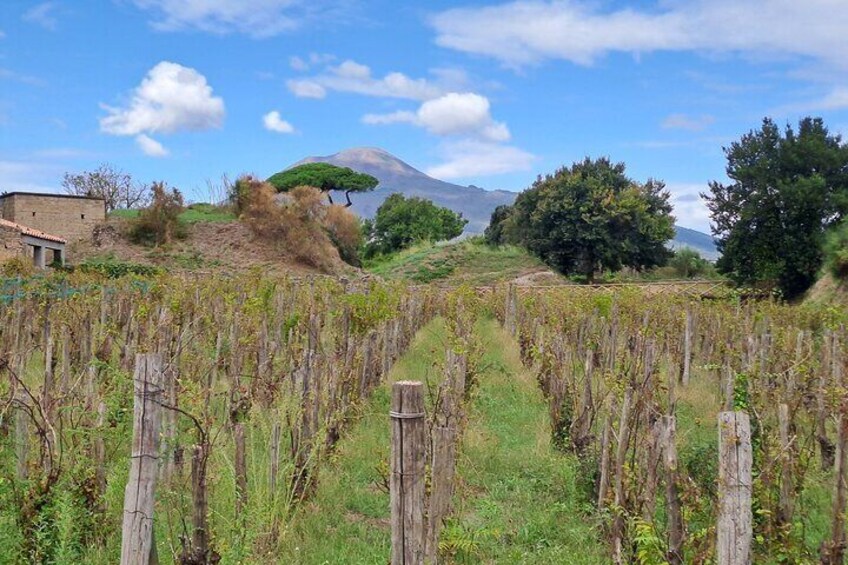Pompeii Private Guided Tour from Naples
