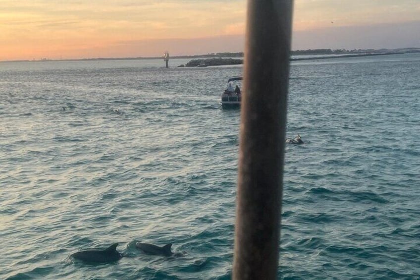 Dolphin & Sunset Cruises