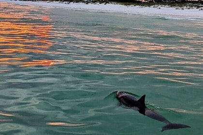 Geführte Sunset und Delfin Kreuzfahrt Nicht privat in Destin, FL