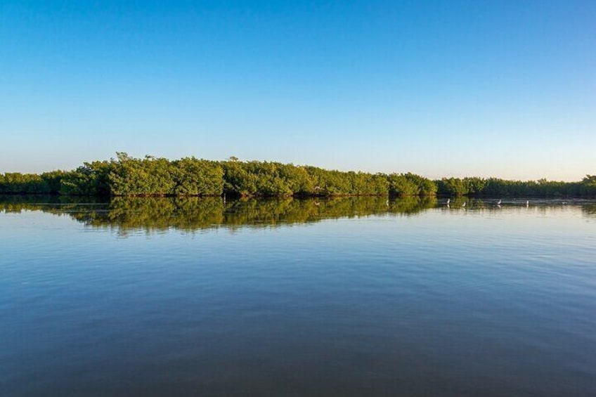 Full Day Guided Tour in Coloradas and Rio Lagartos 