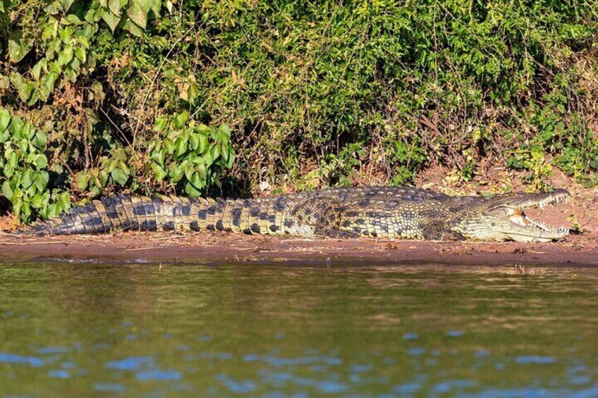 Full Day Guided Tour in Coloradas and Rio Lagartos 