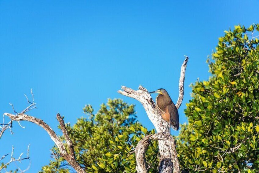 Wildlife Wonders at Rio Lagartos: Spot unique birds like this on our Las Coloradas & Rio Lagartos Tour. Enjoy close encounters with Yucatán's natural beauty and diverse wildlife.