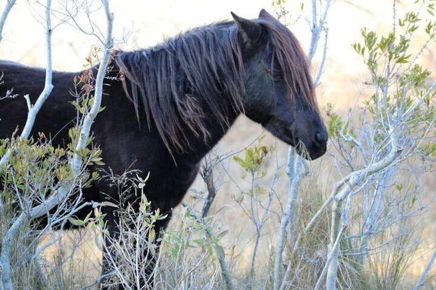 Chincoteague's Up the bay Pony and Wildlife Tour by Boat
