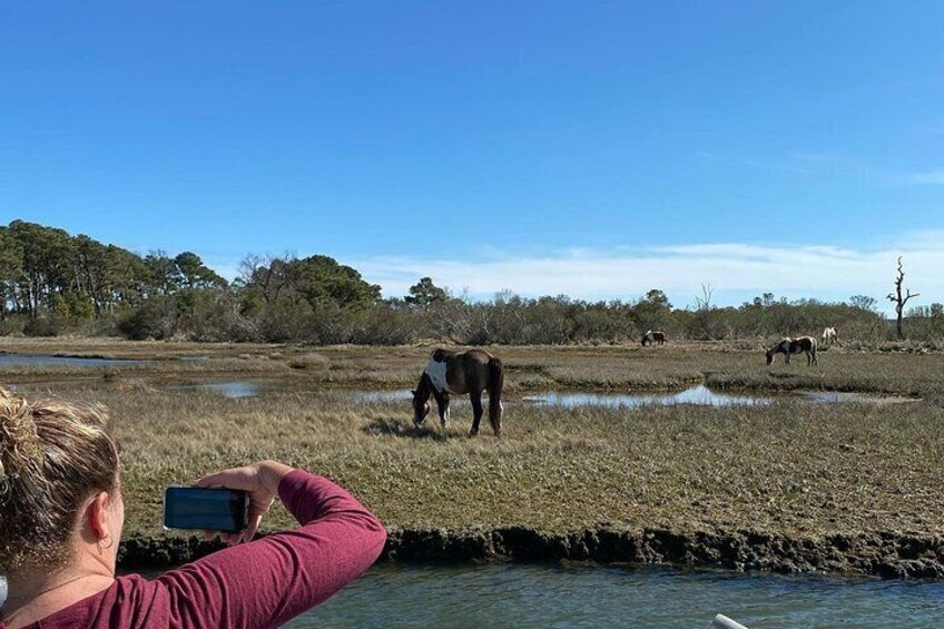 Chincoteague's Up the bay Pony and Wildlife Tour by Boat