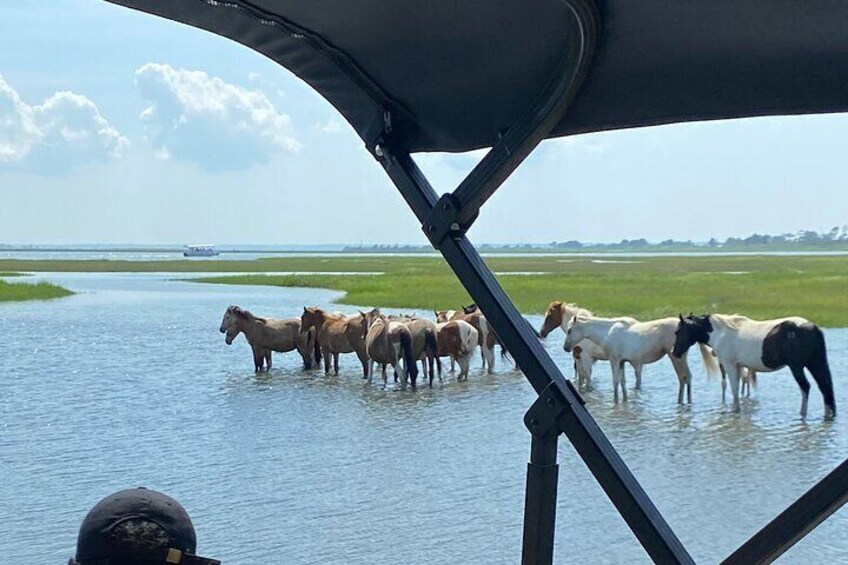 Chincoteague's Up the bay Pony and Wildlife Tour by Boat