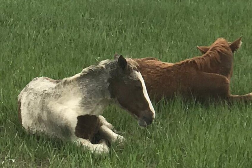 Chincoteague's Up the bay Pony and Wildlife Tour by Boat