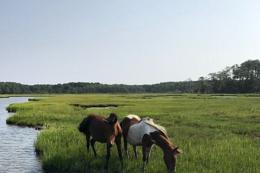 Chincoteague's Up the bay Pony and Wildlife Tour by Boat