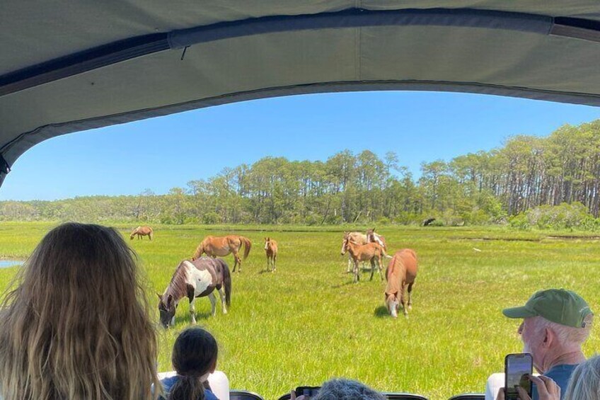 Chincoteague's Up the bay Pony and Wildlife Tour by Boat