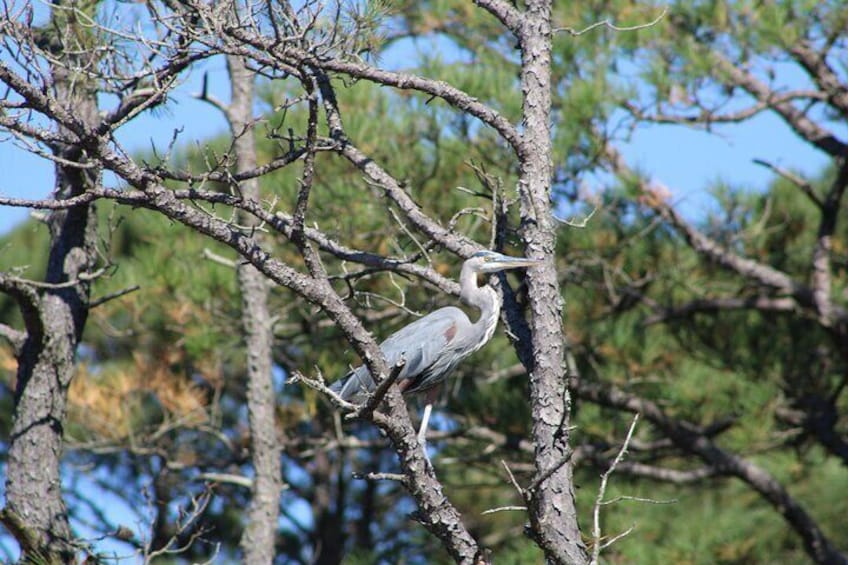 Chincoteague's Up the bay Pony and Wildlife Tour by Boat