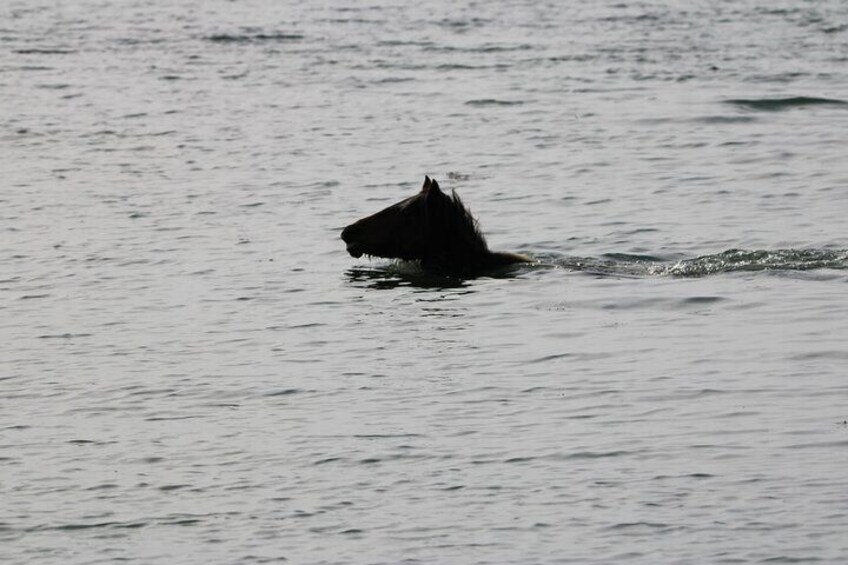 Chincoteague's Up the bay Pony and Wildlife Tour by Boat