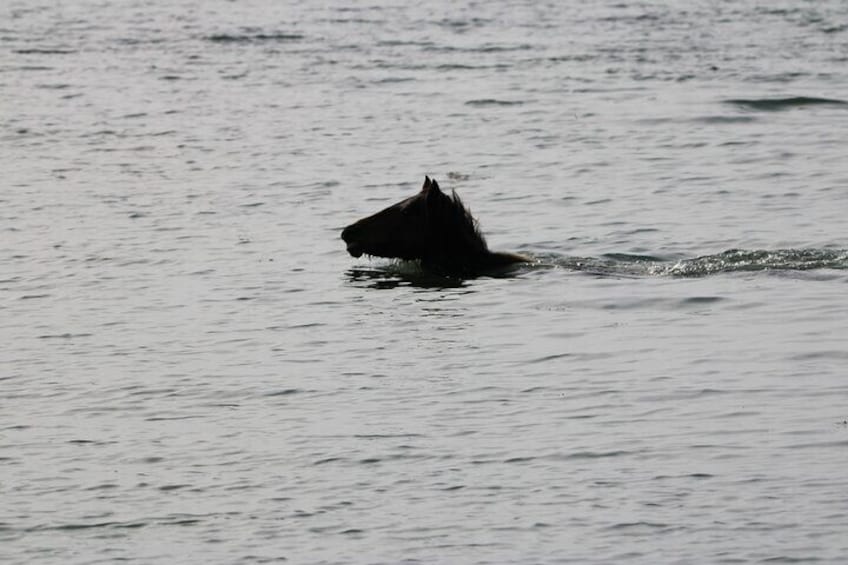 Chincoteague's Up the bay Pony and Wildlife Tour by Boat