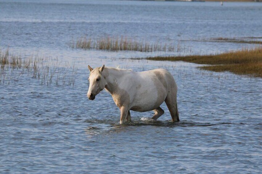 Chincoteague's Up the bay Pony and Wildlife Tour by Boat