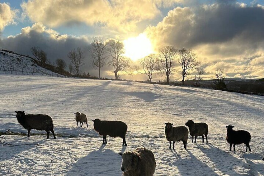 Shetland sheep at sunrise on a wintry day