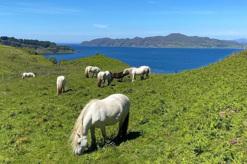 Ponies enjoying the green grass of summer