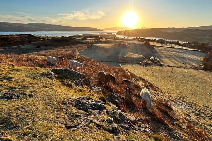 Highland ponies on the hill in the autumn light