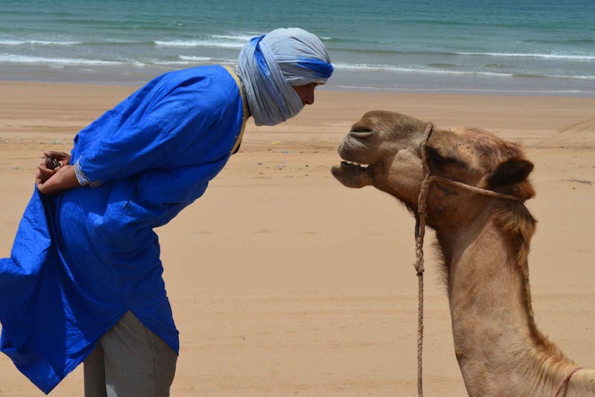 Picture 4 for Activity Essaouira: One Hour Dromedary Ride