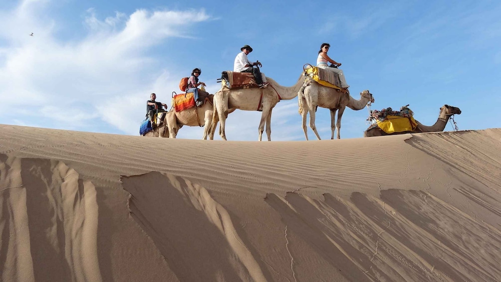 Picture 6 for Activity Essaouira: One Hour Dromedary Ride