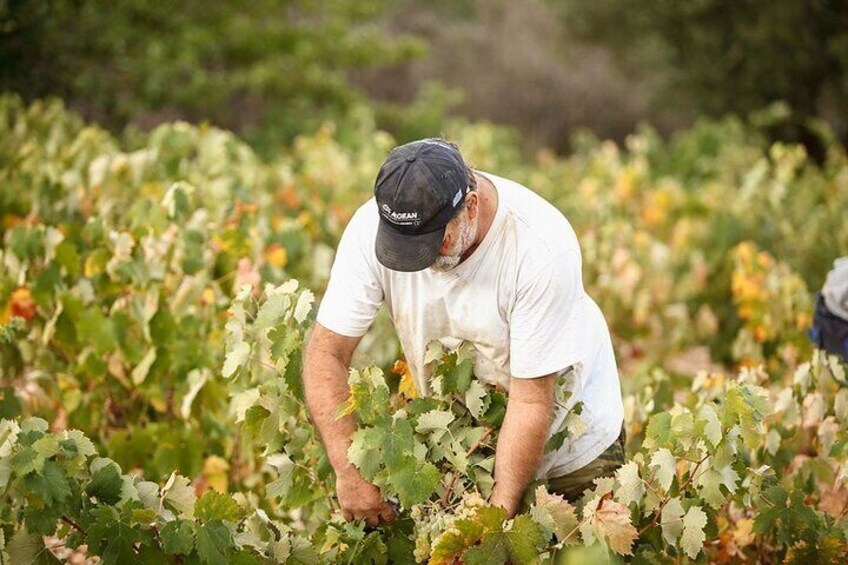 Kefalonia Wine Adventure in 3 Wineries With Tastings