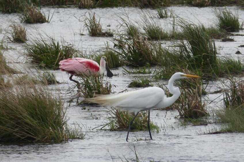 Connect with the nature of Iberá on a private tour