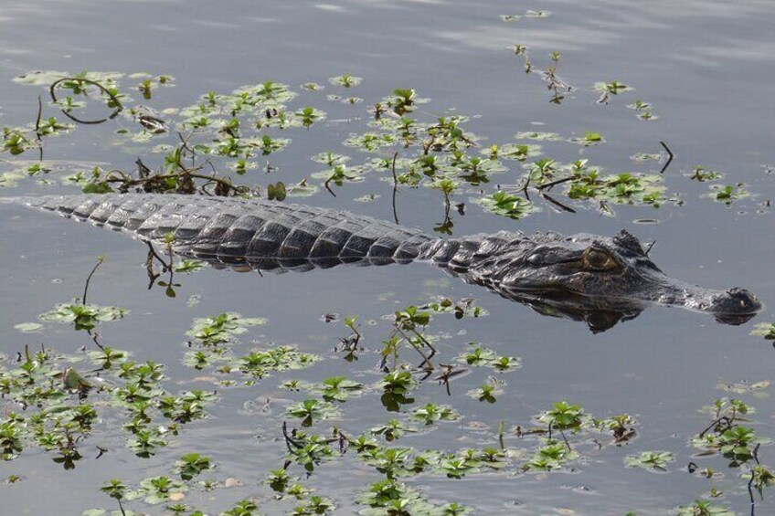 Connect with the nature of Iberá on a private tour