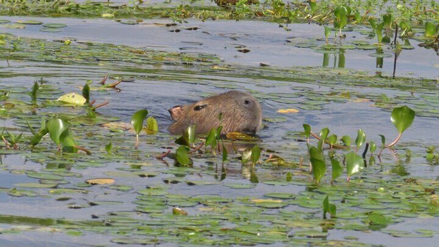 Connect with the nature of Iberá on a private tour