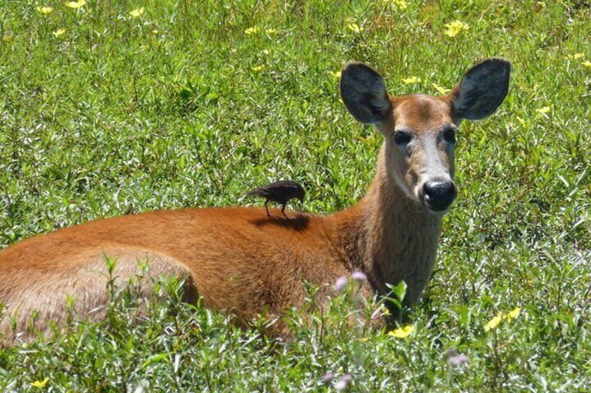 Connect with the nature of Iberá on a private tour