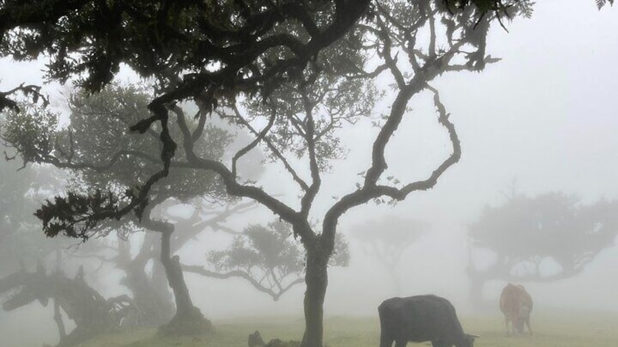 Fanal Park