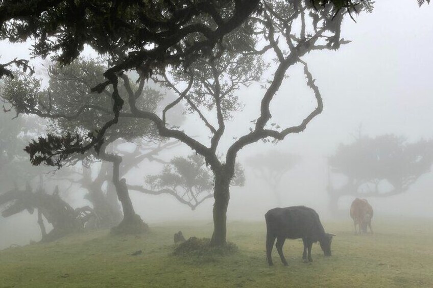 Fanal Park