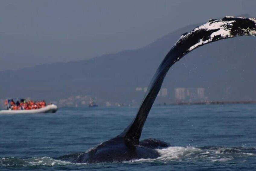 Private whale watching in Puerto Vallarta for 3 Hours