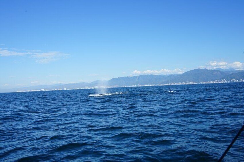 Private whale watching in Puerto Vallarta for 3 Hours